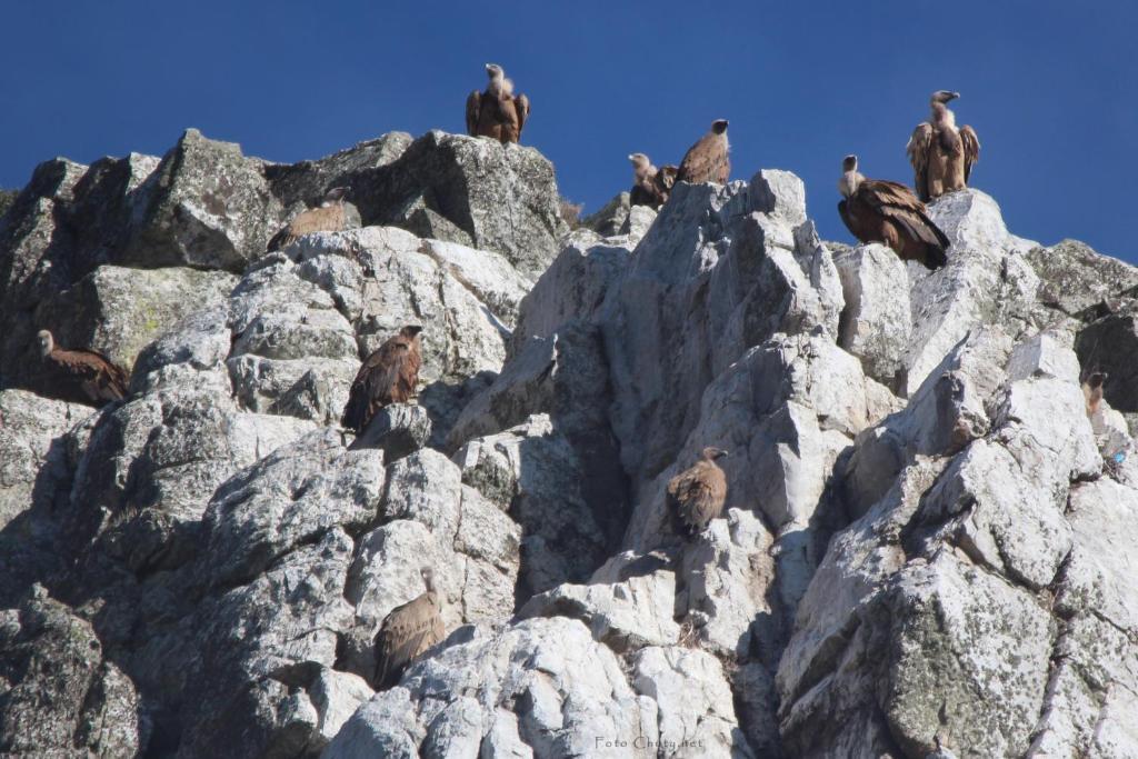 Appartamento Sierra De Monfrague Torrejón el Rubio Esterno foto